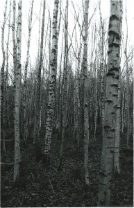birch trees b+w drawing